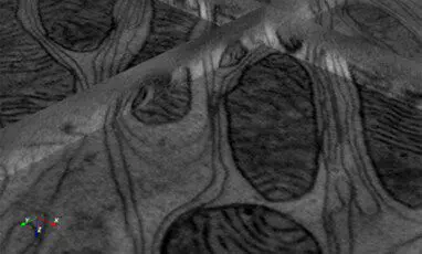 Thermo Fisher Scientific Inspect 3D TEM Tomography Alignment and 3D Reconstruction Software